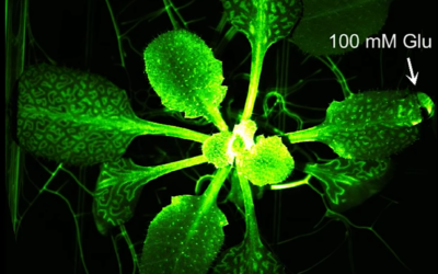 Un mécanisme de communication chez les plantes qui s’apparente au système nerveux
