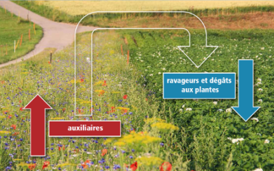 Des bandes fleuries pour aider les agriculteurs