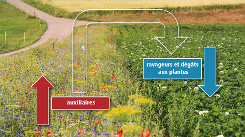 Des bandes fleuries pour aider les agriculteurs