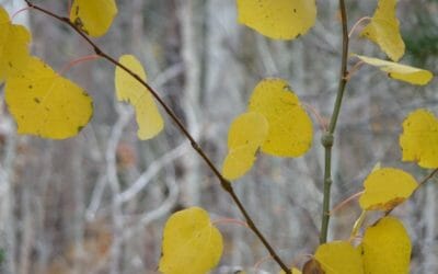 Travaux pionniers sur la mémoire de la sécheresse chez les arbres