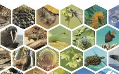 La biodiversité en France – 100 chiffres expliqués sur les espèces