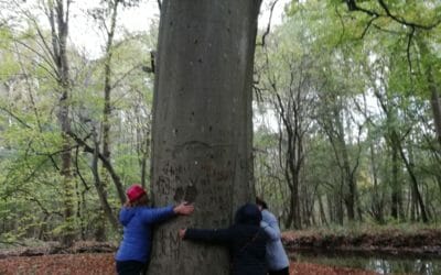 Plaidoyer en faveur de nos arbres d’ornements
