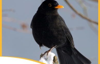 inventaire 2021 des oiseaux de jardins